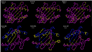 HLA-DR