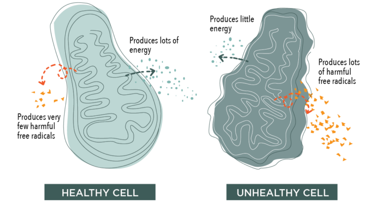 Mitochondrial Rejuvenation: A Comprehensive Guide to Cellular Energy Restoration 3 Mitochondrial Rejuvenation: A Comprehensive Guide to Cellular Energy Restoration 3