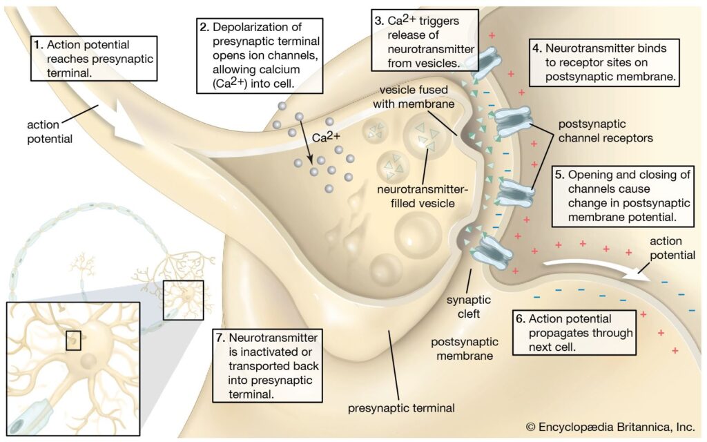 neurotransmitters