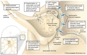 neurotransmitters